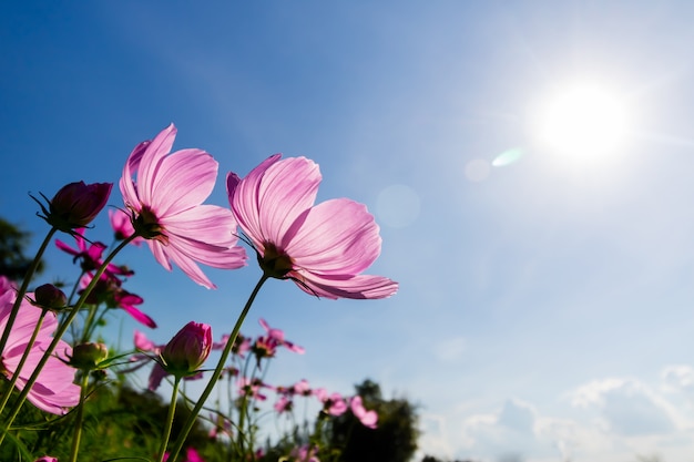 Flores en la naturaleza.