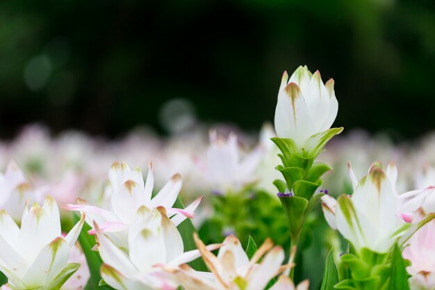 Flores en la naturaleza.