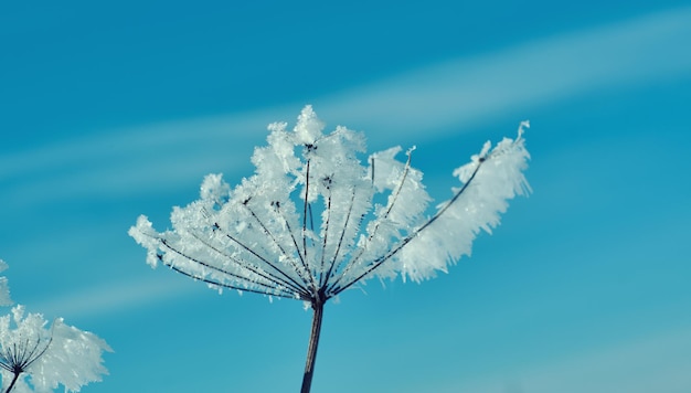 Flores de nieve de cristal contra el cielo azul. Maravilla de invierno de la naturaleza cristales de escarcha paisaje de escena de invierno