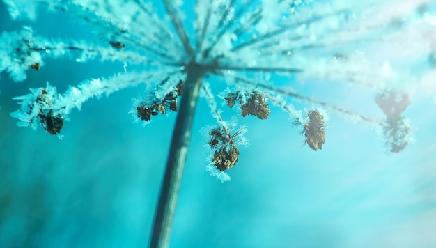 Flores de nieve de cristal contra el cielo azul. Maravilla de invierno de la naturaleza cristales de escarcha paisaje de escena de invierno