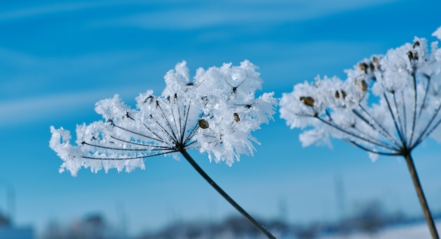 Flores de nieve de cristal contra el cielo azul. Maravilla de invierno de la naturaleza cristales de escarcha paisaje de escena de invierno