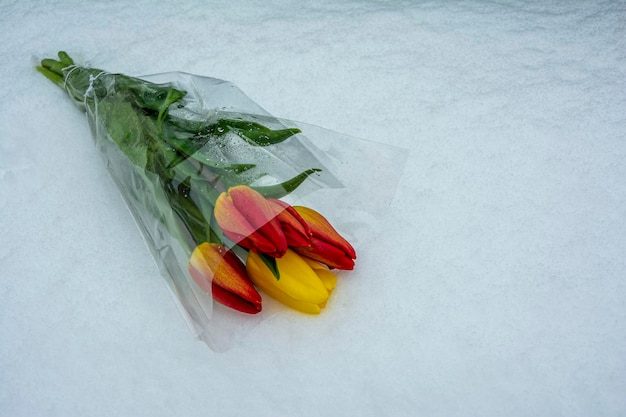 Flores en la nieve, un ramo de tulipanes yace en la nieve.