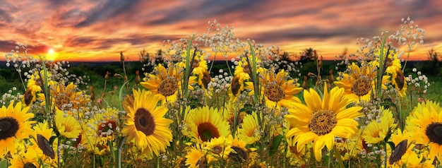 flores no campo selvagem ao pôr do sol nuvens dramáticas no banner de modelo de plano de fundo do céu verão