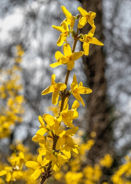 Flores no Jardim Botânico de Odessa Ucrânia