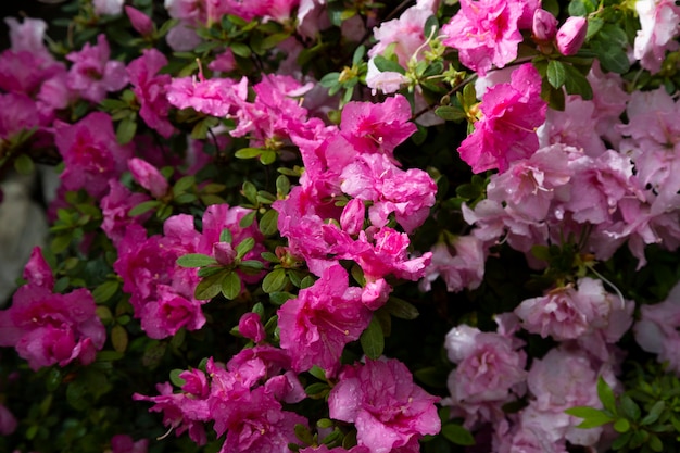 Flores no jardim. Botões e pétalas de rosa em arbustos de plantas, fundo de verão