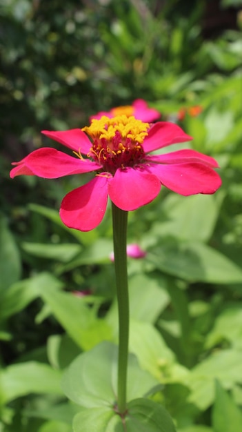Foto flores no jardim foto premium de alta qualidade