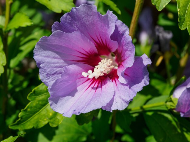 Foto flores no jardim