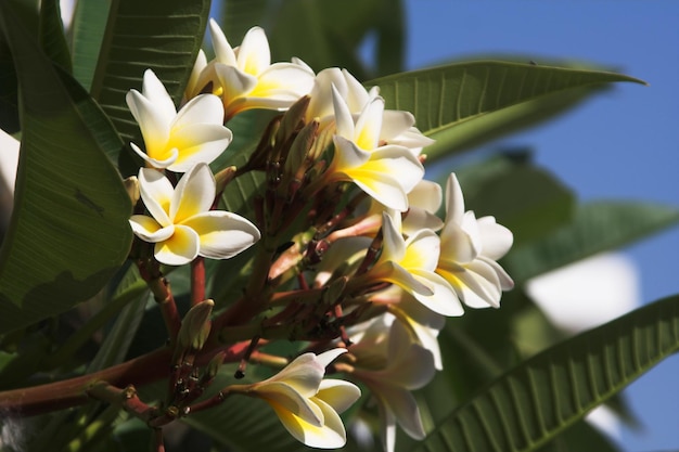 Flores no jardim