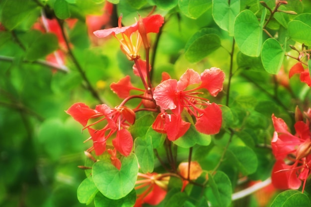 Flores no jardim