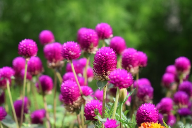 Flores no jardim