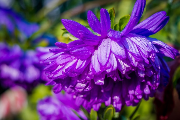 Flores no jardim