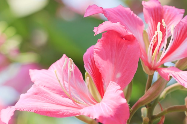 Flores no jardim