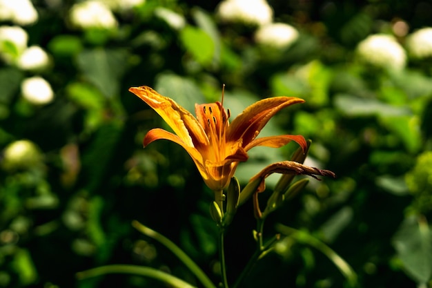 flores no jardim