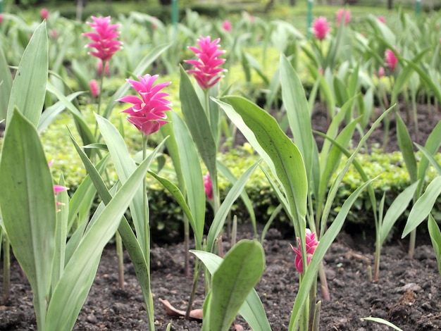 Flores no jardim