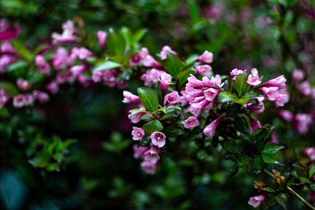 flores no jardim