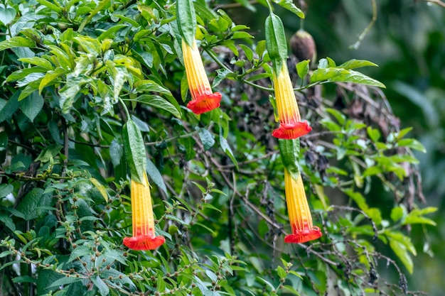 flores no meio da selva de cor amarillo y rojo