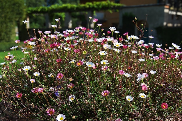 Flores no parque Potsdam, Alemanha