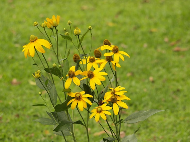 Flores no prado