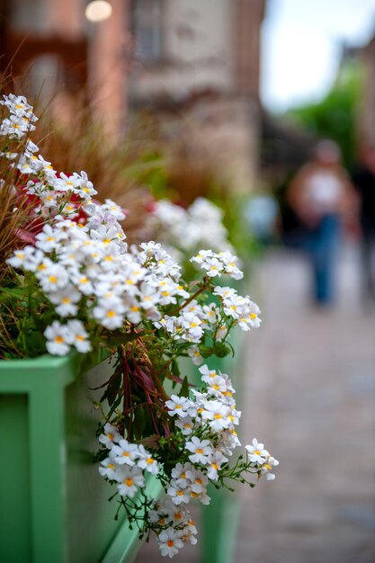 Foto flores no terraço