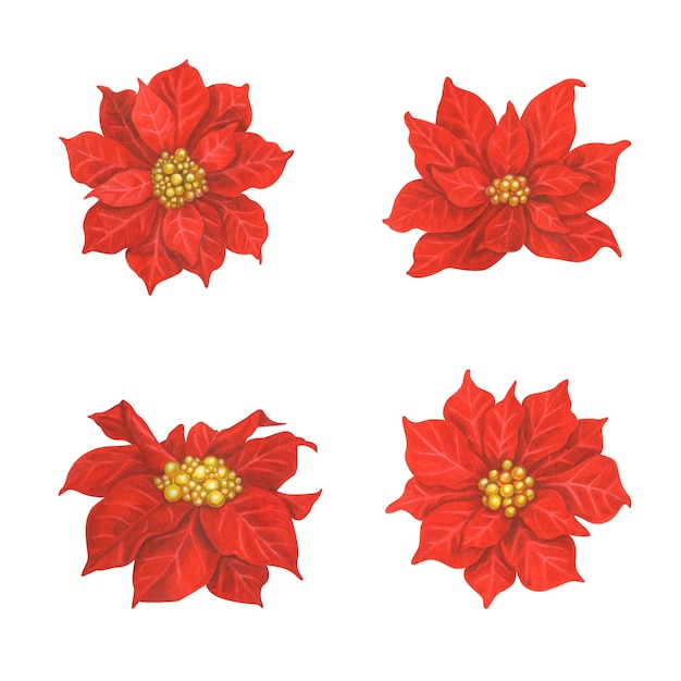 Flores de nochebuena acuarela roja