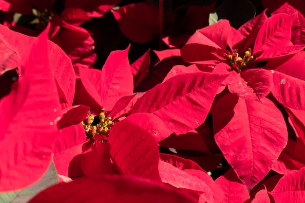 Flores de nochebuena con hojas rojas, imágenes de primer plano al aire libre