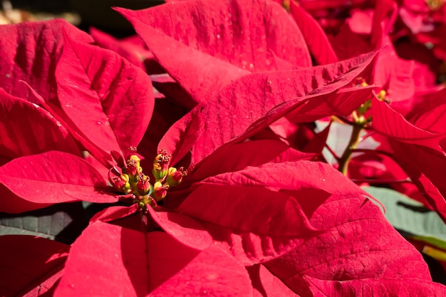 Flores de nochebuena con hojas rojas, imágenes de primer plano en el exterior