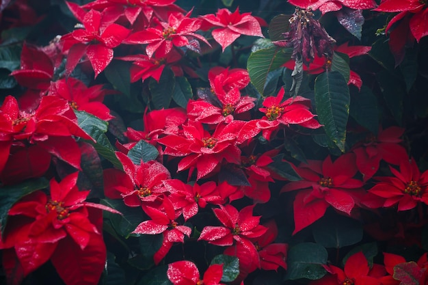 Flores de nochebuena roja Euphorbia pulcherrima