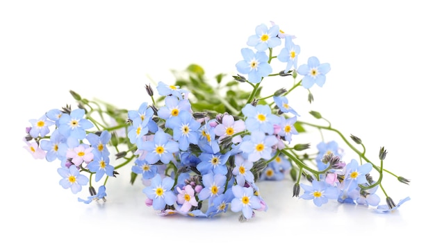 Flores de nomeolvides, aisladas en blanco