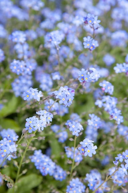 Flores nomeolvides en el campo. (lat. Myosotis sylvatica) ¡DOF superficial!