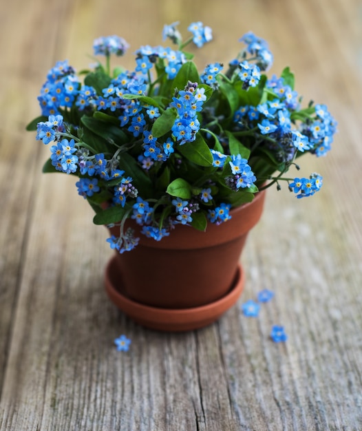 Flores de nomeolvides en maceta pequeña