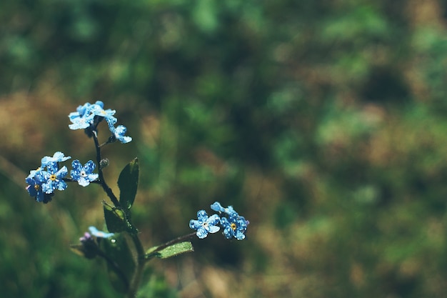 Flores nomeolvides con rocío en un prado en verano.