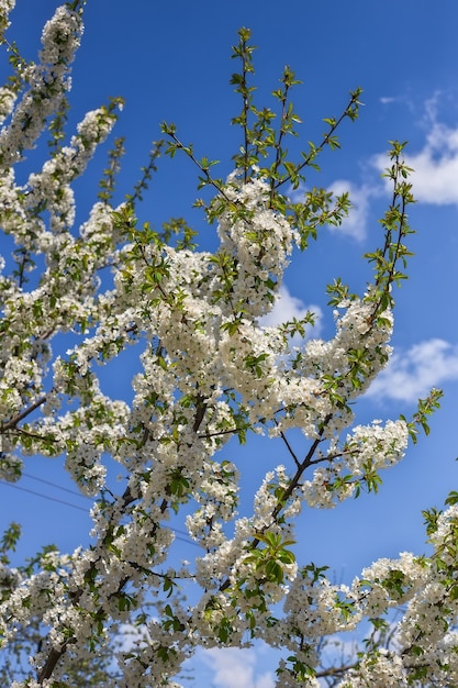 Flores nos galhos da árvore. Temporada de primavera