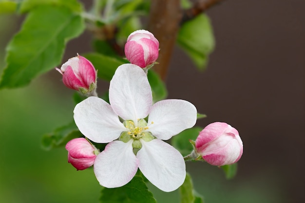 Flores nos galhos de uma macieira