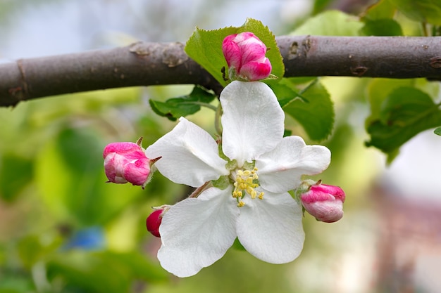 Flores nos galhos de uma macieira