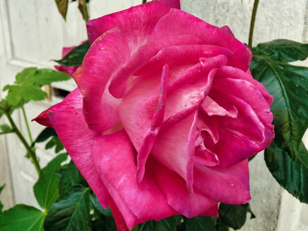 Flores nos jardins das aldeias na Bretanha França