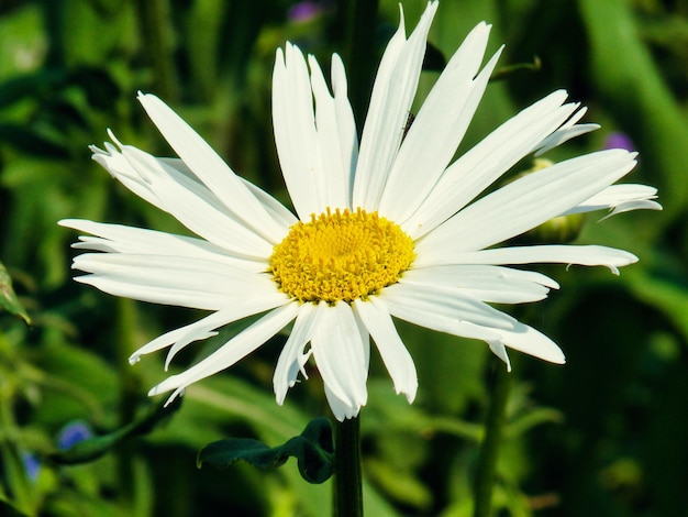 Flores nos jardins das aldeias na Bretanha França