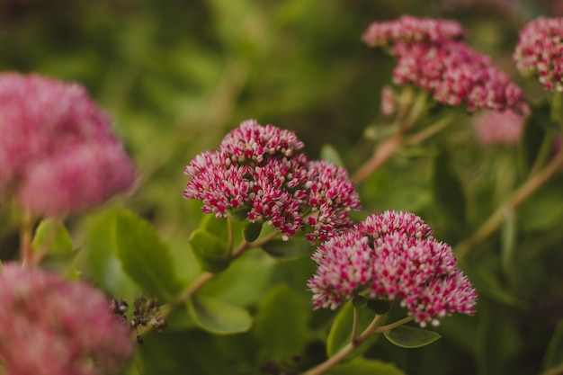 Flores ochitok fechadas no jardim no outono Sedum spectabile no jardim