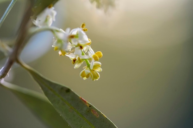 Las flores del olivo son pequeñas y se agrupan en racimos y tienen un color blanquecino