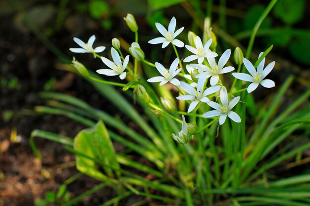 Flores de ornithogalum florecen en el jardín. Flores silvestres