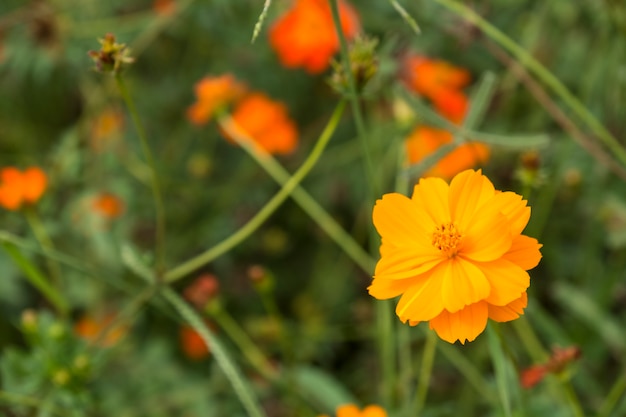 Flores de oro del cosmos archivadas y fondo del cielo azul.