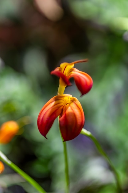 Flores de orquidea naranja rojo