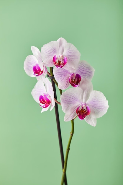 Flores orquídea phalaenopsis flores brancas com veias cor de rosa e núcleo sobre fundo verde