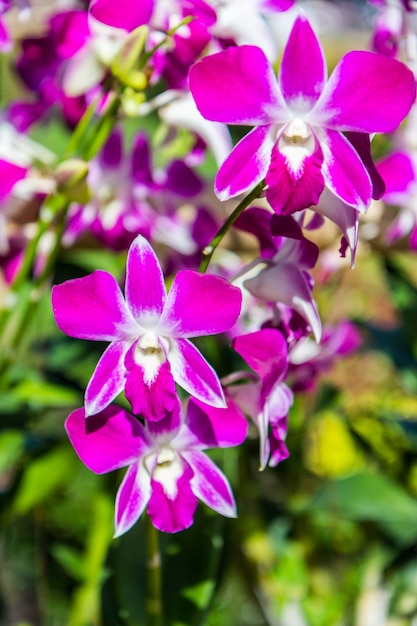 Flores de orquídea púrpura, Naturaleza