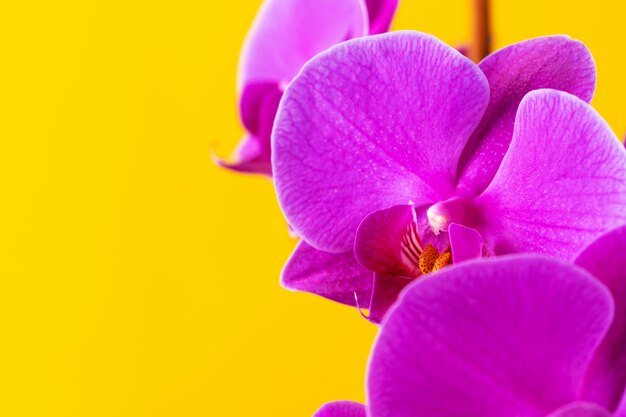 Foto flores de orquídea púrpura