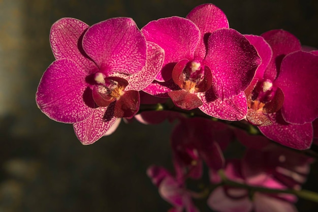 flores de orquídea rosa rubí-carmesí con gotas de agua de cerca sobre fondo oscuro con luz suave