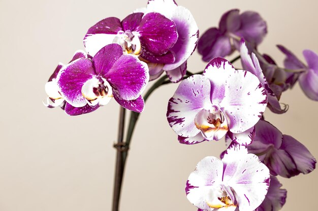 Flores de orquídea rosa sobre fondo marrón