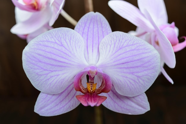 Foto flores de orquídea rosa tierna primer plano sobre un fondo de madera oscura