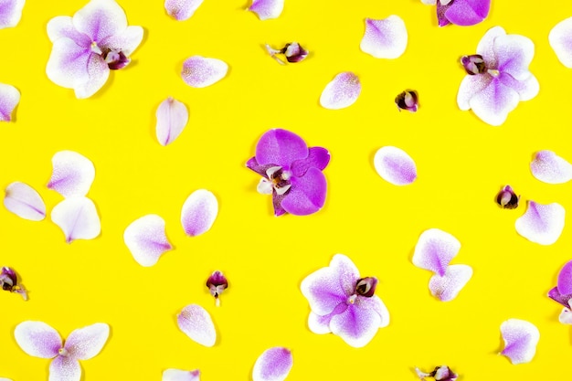 Flores de orquídeas aisladas en amarillo