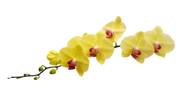 Flores de orquídeas amarillas aisladas en blanco