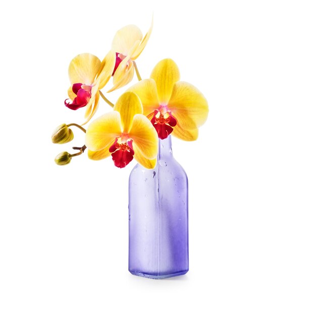 Flores de orquídeas amarillas en florero de botella aislado sobre fondo blanco. Objeto único con trazado de recorte. Elemento de diseño